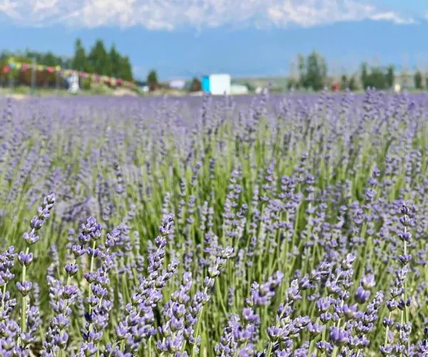 Lavender Fields,Ili,China tour Field of lavender in bloom under a clear blue sky with distant buildings and mountains in the background.