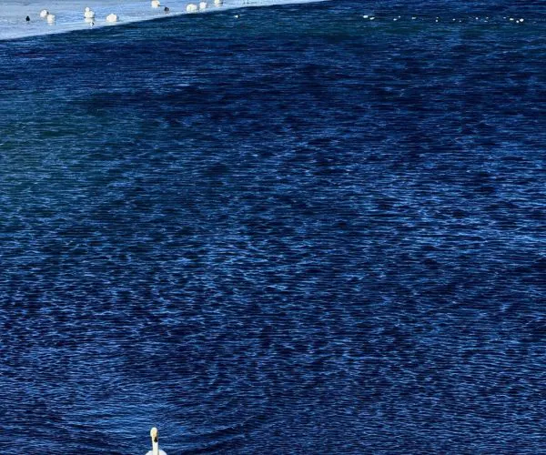 Sayram Lake,Ili,China tour Two white swans glide on dark blue water near a curved, icy shore.