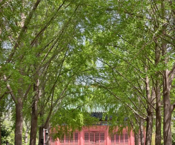 Zhengzhou,Henan,Chinatour Lush green trees lining a pathway leading to a traditional Chinese building with visitors walking ar.