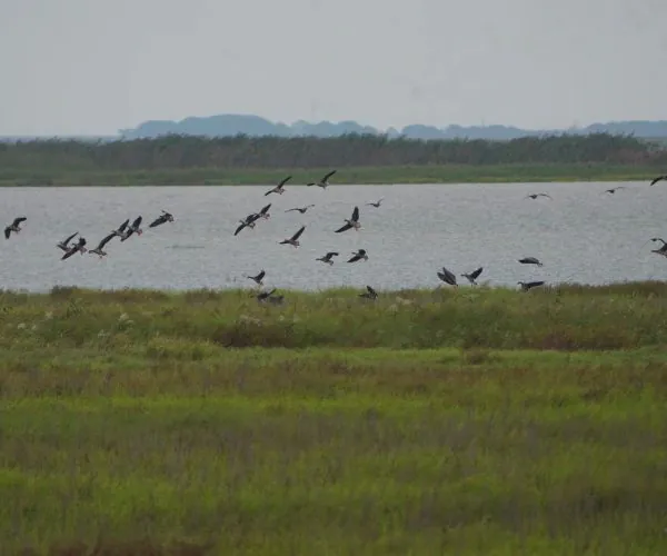 Poyang Lake National Wetland Park,Shangrao,Chinatrip Group of dark birds taking off from a grassy wetland with a lake in the background.