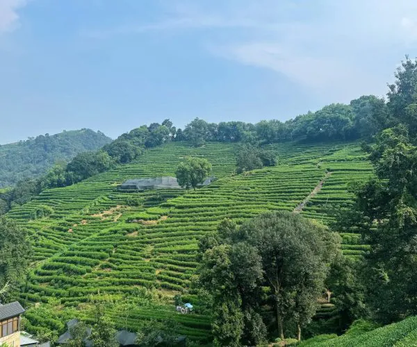 Longjing Tea Plantations,Hangzhou,Chinatravel Terraced green tea fields on a hillside under a blue sky, with trees and a winding path through the terraces.
