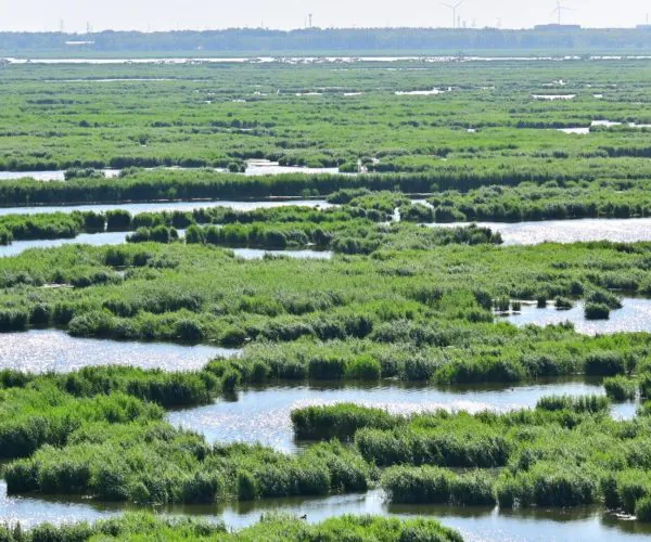 Longfeng Wetland Park,Daqing,Chinatravel Wide view of a green marsh with winding water channels and distant wind turbines on the horizon, under a pale sky.