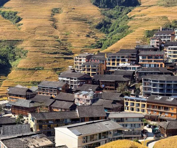 Longji Rice Terraces,Guilin,Chinatravel Terraced golden fields on a hillside overlooking a cluster of dark-roofed buildings in a valley.